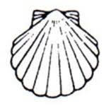 Scallop Shell | St James The Apostle