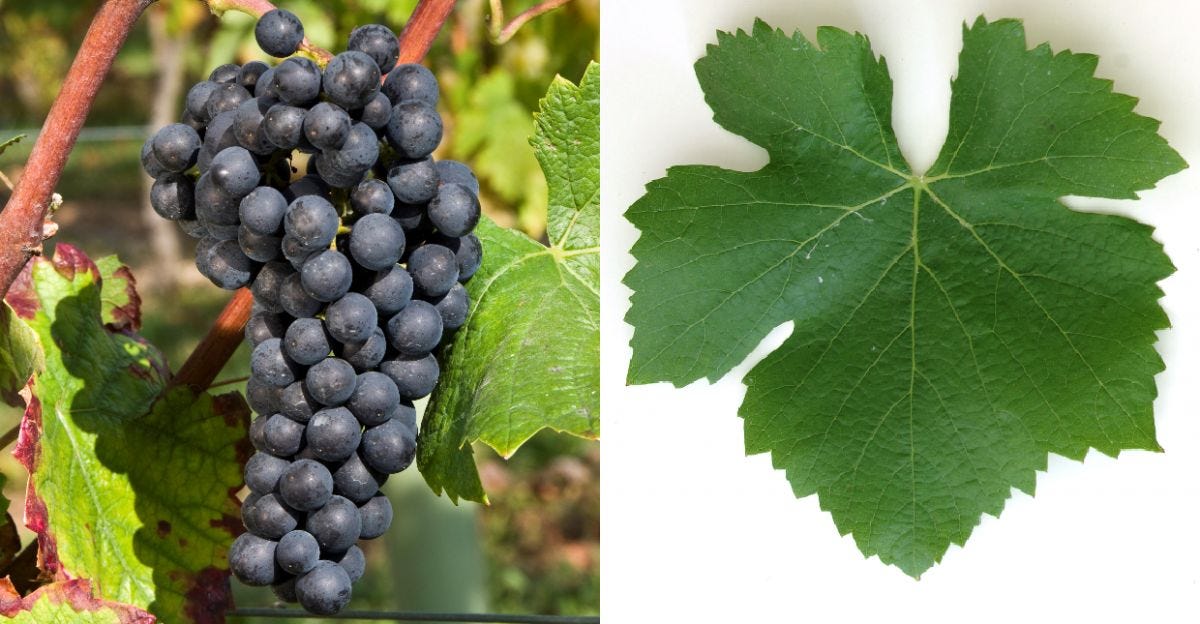 Pinot Nero, grappolo e foglia