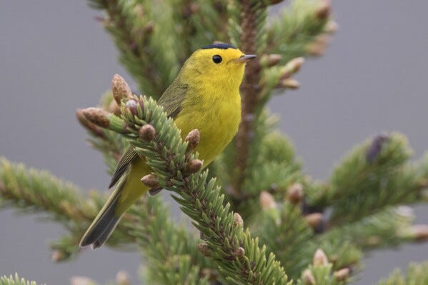 This photo provided by the U.S. Fish & Wildlife Service shows a Wilson's warbler bird in Alaska. The American Ornithological Society announced Wednesday, Nov. 1, 2023, that birds in North America will no longer be named after people. In 2024, it will begin to rename around 80 species found in the U.S. and Canada. Birds that will be renamed include those currently called Wilson’s warbler and Wilson’s snipe, both named after the 19th century naturalist Alexander Wilson. (USFWS via AP)