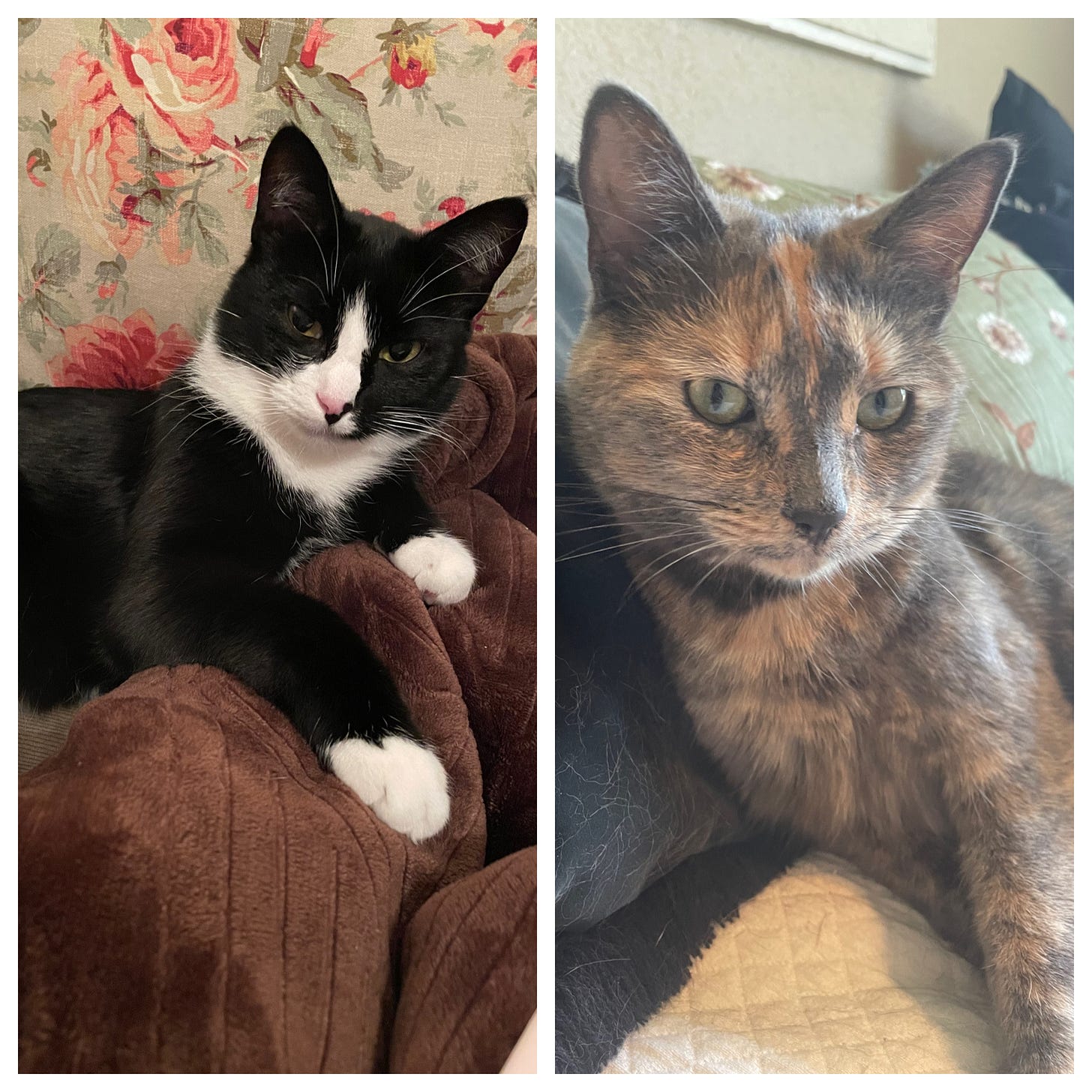 Left: A tuxedo cat sits in front of a pink floral decorative pillow. He rests his front paws on a brown blanket and looks soulfully into the camera. Right: A dilute tortoiseshell cat sits on a white couch, leaning against a black decorative pillow and crossing one front paw over the other while looking directly into the camera.