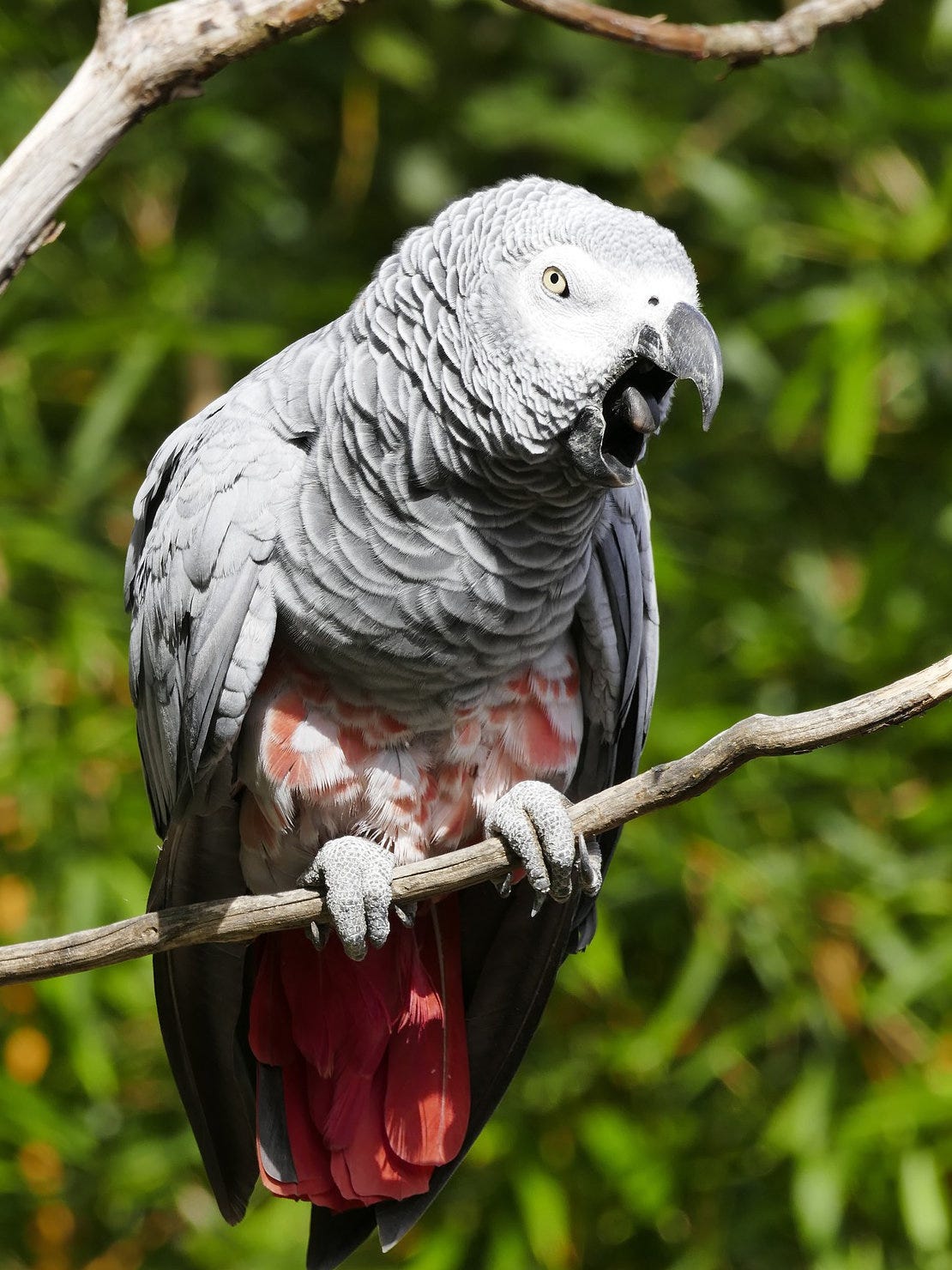An African grey parrot perches on a dead branch, body facing the camera lens but head in three-quarters profile. Its curved charcoal beak is fully open, perhaps in mid-yell, its black tongue showing. Its feet are scaly grey with very long sharp talons; two toes wrap in front of the branch and two behind. Most of its feathers are shades of soft dove grey, but its underside near its legs are rose and white, and its tail feathers are salmon. Its eye is pale green-grey with a small pupil. Blurred green and brown foliage is visible in the background.