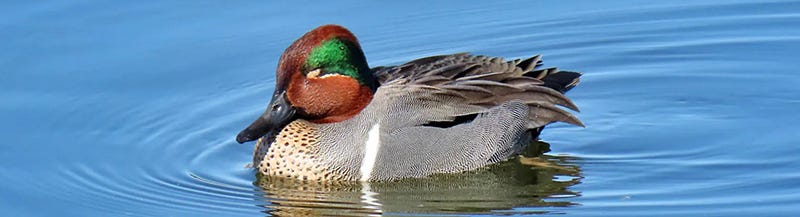 A duck in the water with its eyes closed in the sunlight