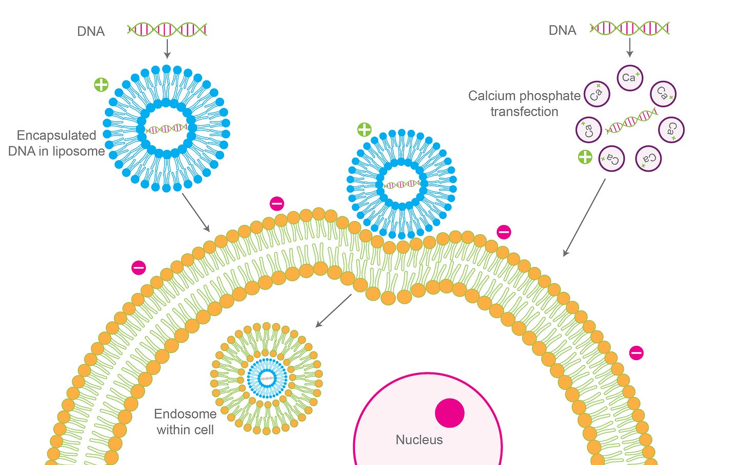 3 Transfection Methods - A Basic Overview | GoldBio