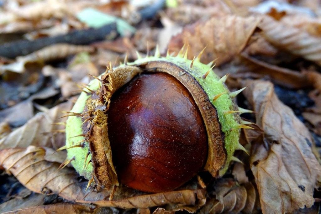 A horse chestnut seed, cracked open