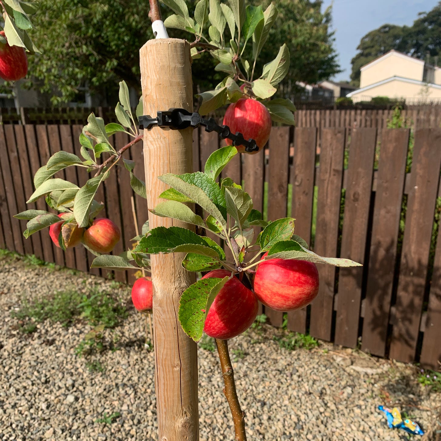 Reddening apples growing on a tiny tree