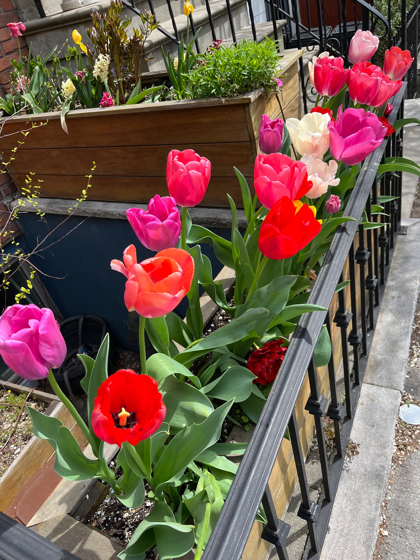 Picture of colorful pink, red, and white tulips outside a stoop of a Brooklyn building.