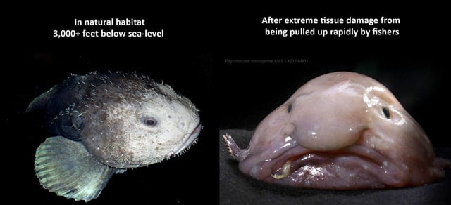 r/Damnthatsinteresting - The Blobfish's blob-like appearance is the result of decompression damage.