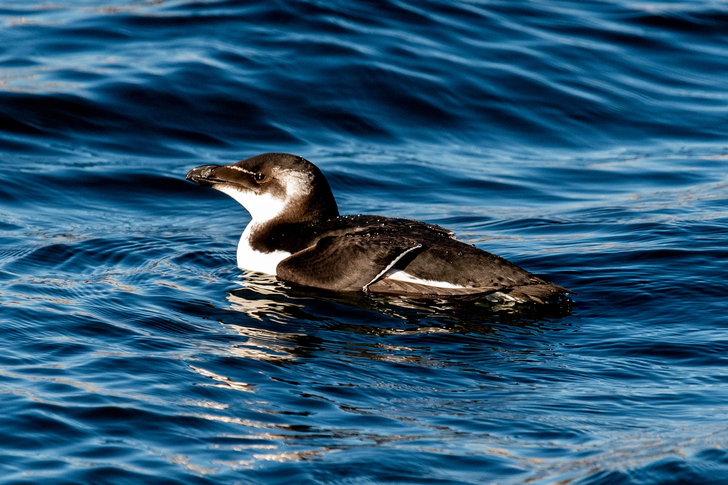 A razorbill—a penguin-like bird with a black back, a white belly, and a white stripe across its lores—sits on the water