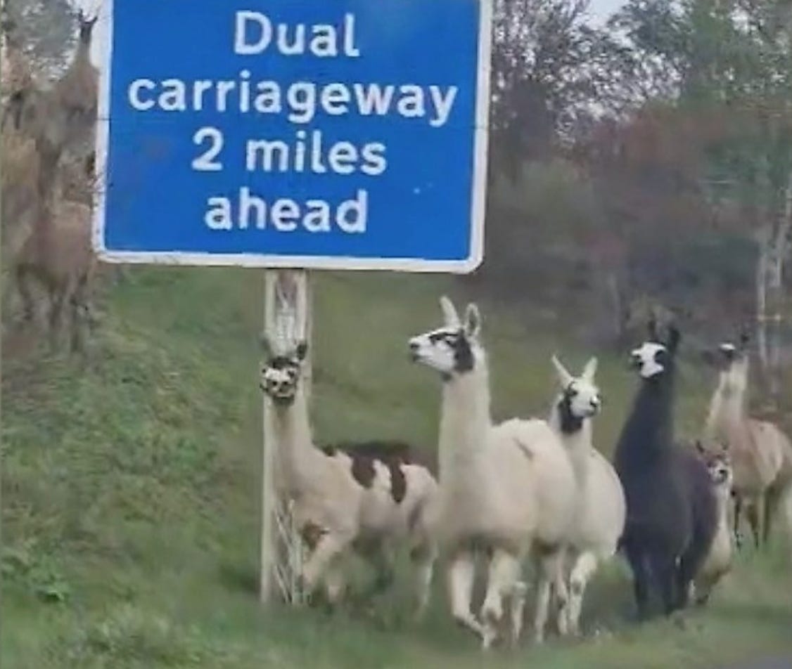 Alt Text: A screengrab from the BBC video about the escaped llama. Six llamas are making their way down the road next to a highway sign. 