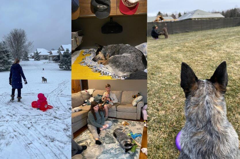 A collage of four photos showing times we advocated for my dog this holiday season visiting family; around my baby niece in a sled, by taking time to rest in the van, sitting in the living room with everyone, and in the backyard with my parents' dog