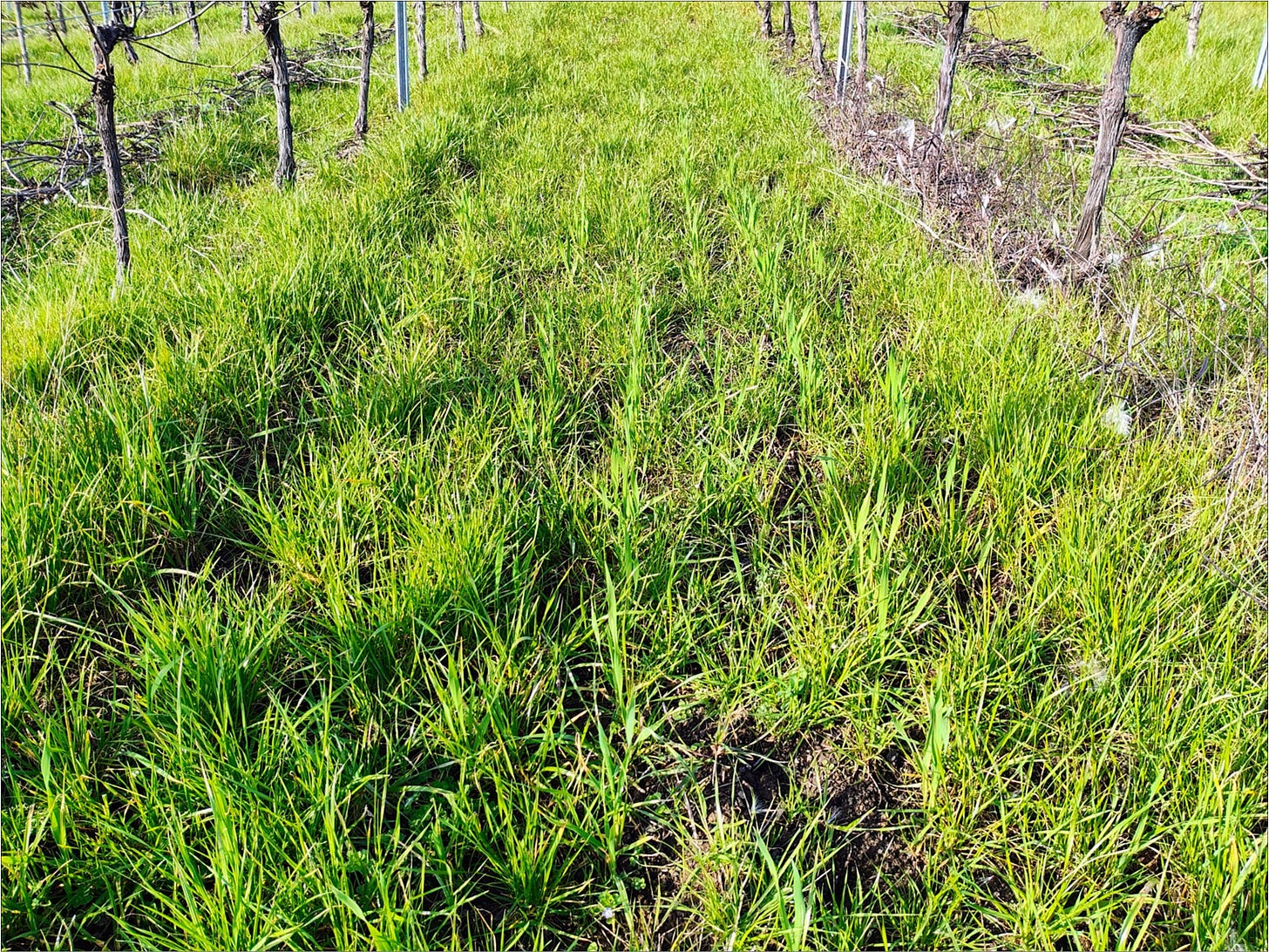 Fall cover crop between Wadenswil Clone Pinot Noir vines.