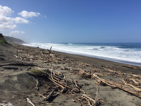 driftwood