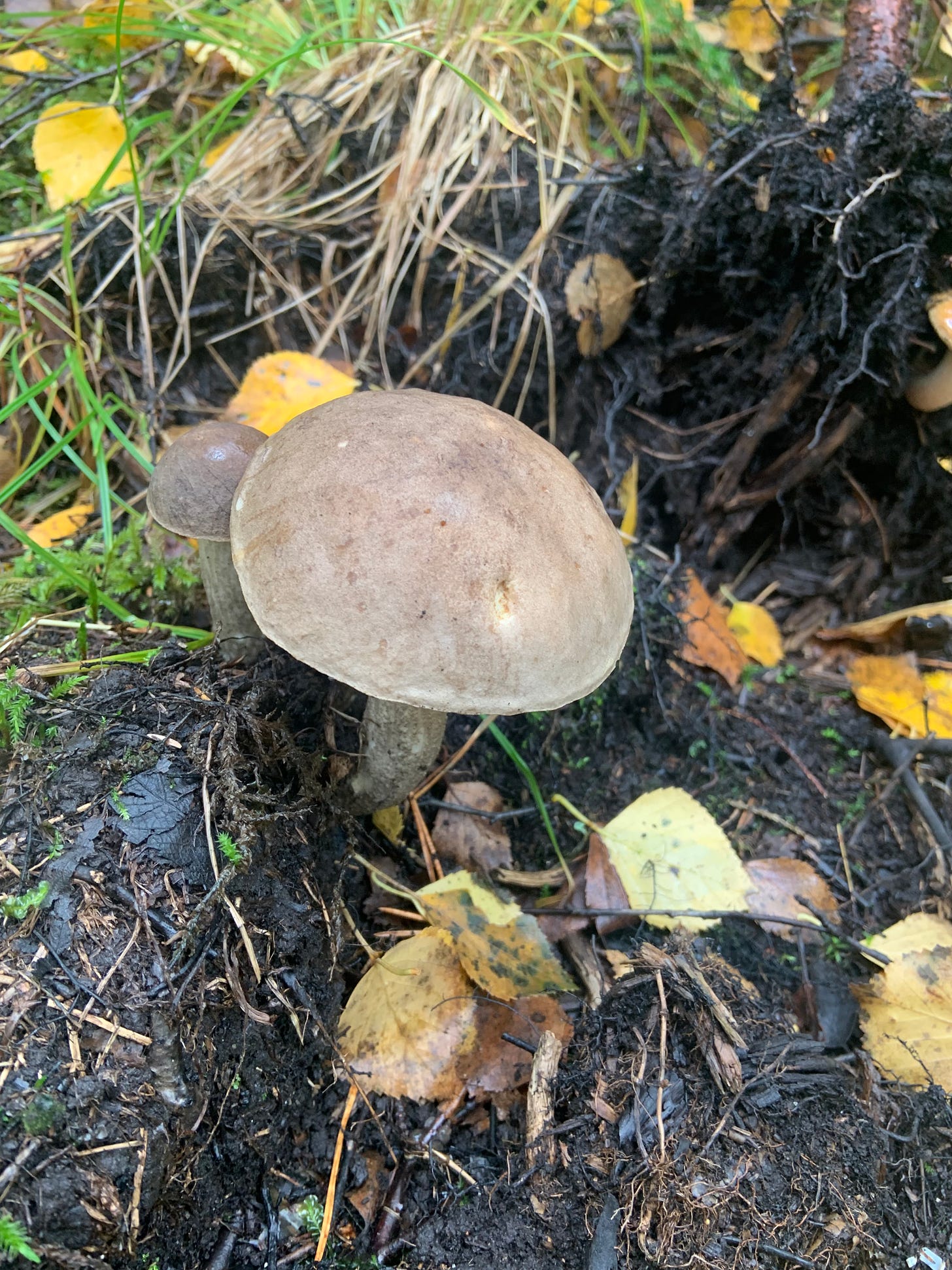 a grey poisonous mushroom, rooted in soil inside the forrest 