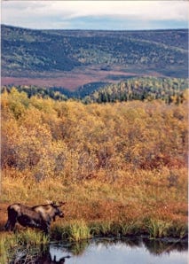 Moose in Muskeg