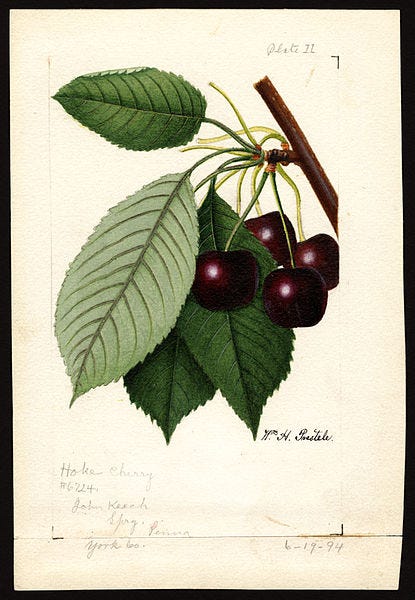 Image of the Hoke variety of cherries (scientific name: Prunus avium), with this specimen originating in Spry, York County, Pennsylvania, United States