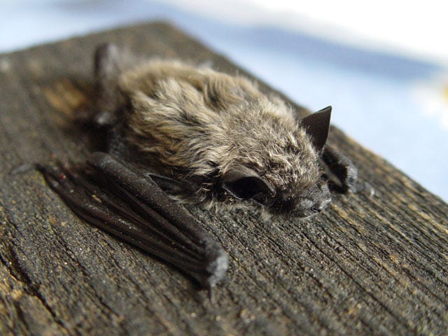 Un pipistrello della specie Pipistrellus kuhlii riposa su una superficie di legno scuro. Il suo corpo è ricoperto da un mantello di pelliccia marrone-grigiastra, e le ali sottili e nere sono piegate lungo i fianchi. Le orecchie appuntite e gli occhi scuri sono visibili nella parte superiore della testa. Un pipistrello della specie Pipistrellus kuhlii riposa su una superficie di legno scuro. Il suo corpo è ricoperto da un mantello di pelliccia marrone-grigiastra, e le ali sottili e nere sono piegate lungo i fianchi. Le orecchie appuntite e gli occhi scuri sono visibili nella parte superiore della testa.