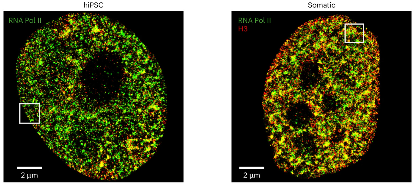 AINU trained with Pol II and H3 images correctly identifies somatic cells and iPSCs. AINU trained with Pol II and H3 images correctly identifies somatic cells and iPSCs.