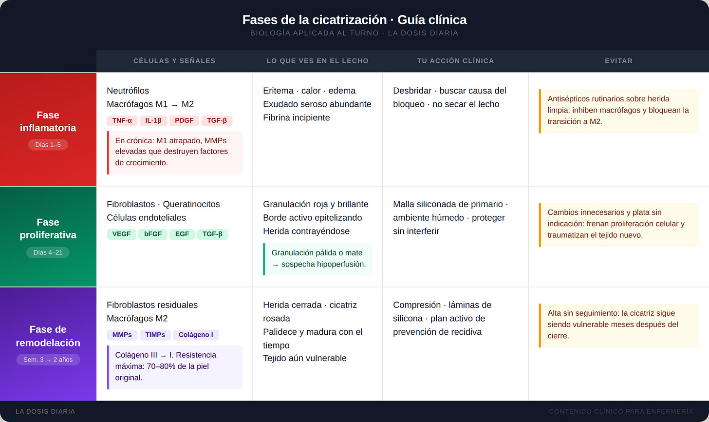 Las tres fases de la cicatrización: inflamatoria, proliferativa y remodelación