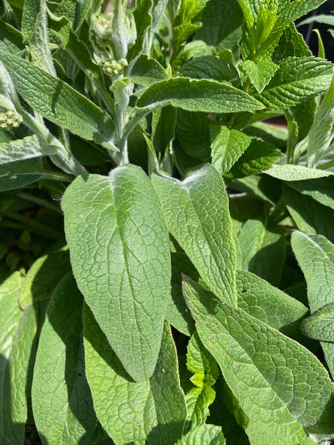 comfrey, thinking about blooming