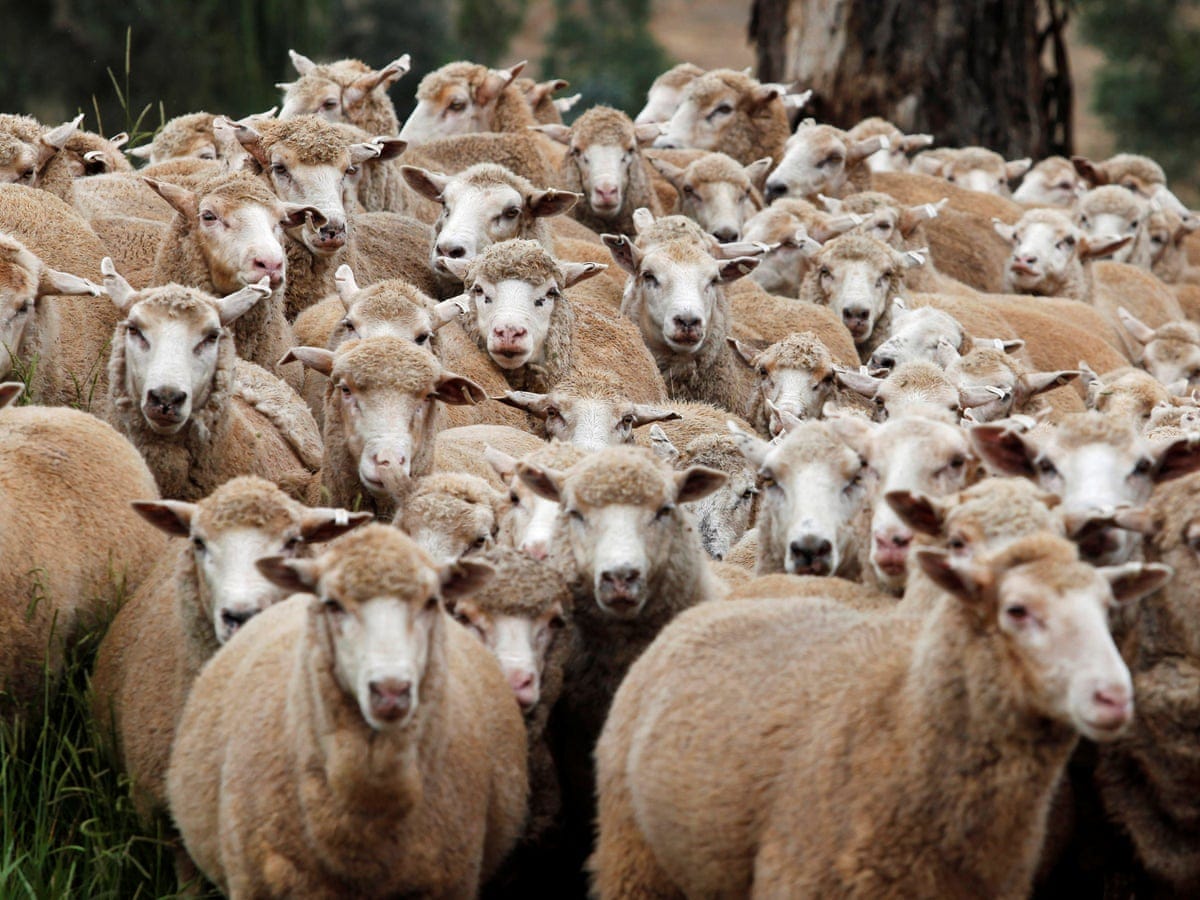 Stress test: Australian study finds herding sheep via drone better for  their welfare | Animals | The Guardian