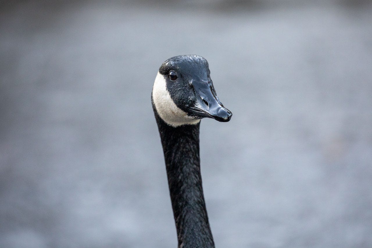 a close-up of Canada Goose's face, their long neck winding down off the bottom of the image