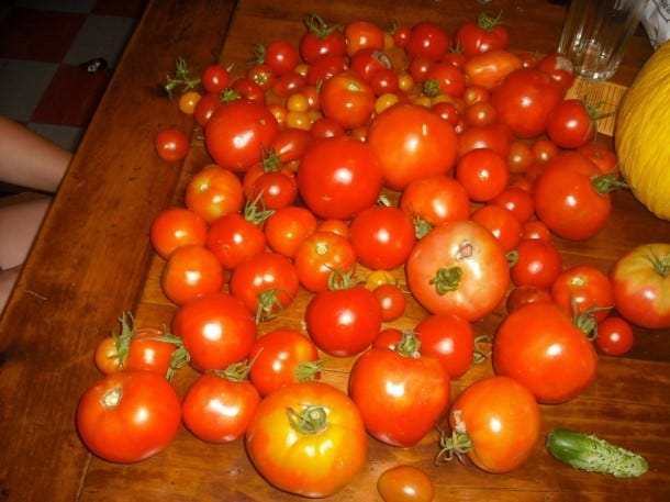 tomatoes