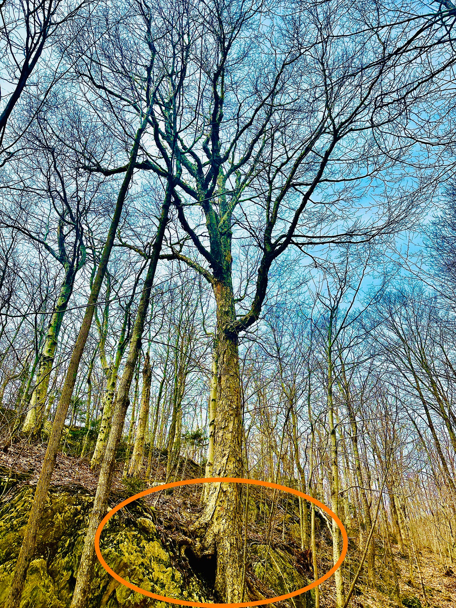 Yellow birch growing on a rock face. Yellow birch growing on a rock face.