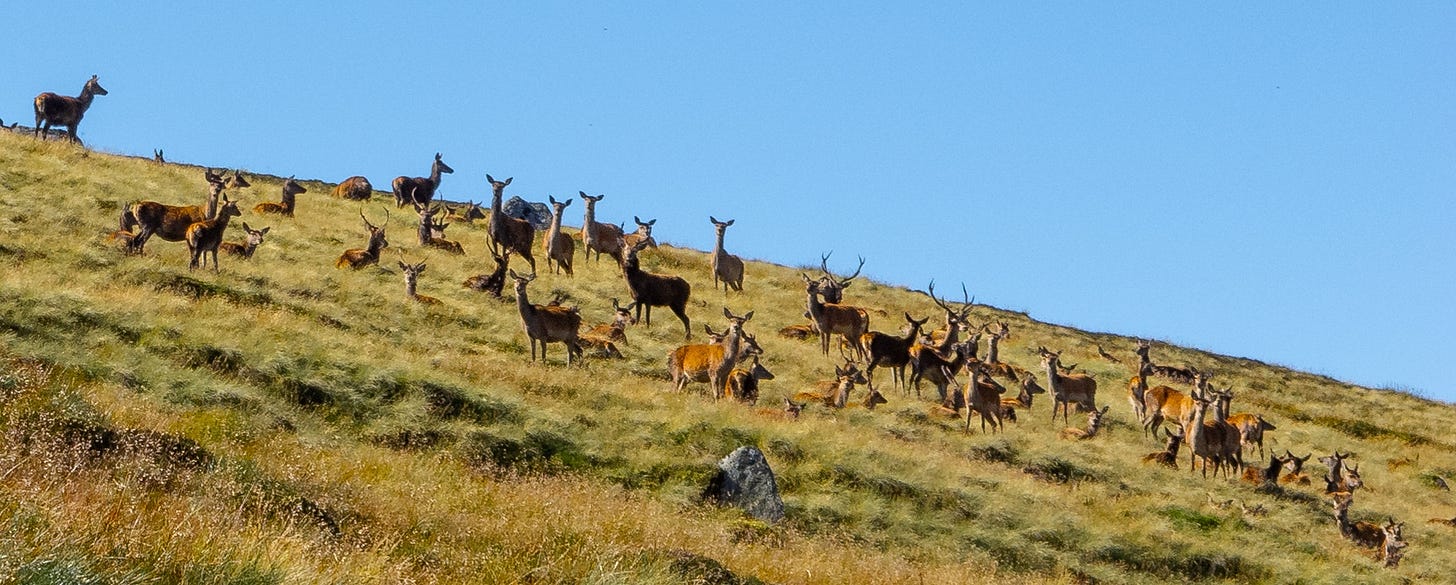 Part of a large herd of red deer resting on a grassy hillside © Felicity Martin