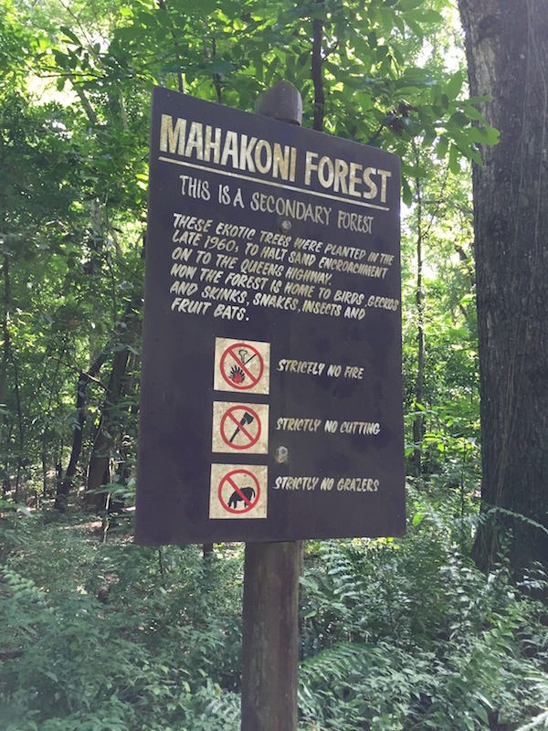 mahog forrest