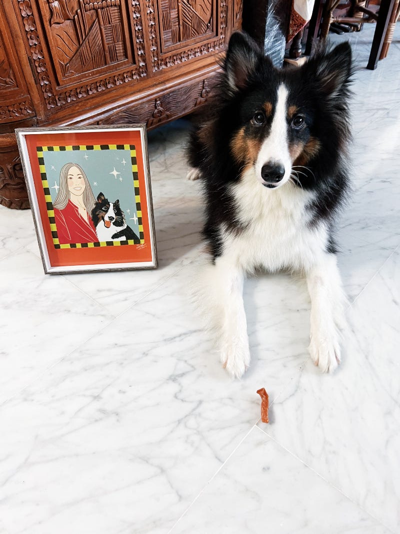 Talisker, a shetland sheepdog, sits for a photo with his paws stretched forward and alert. A sweet potato treat has been laid in front of him. The framed illustration placed beside him features a girl with long hair together with him. Talisker, a shetland sheepdog, sits for a photo with his paws stretched forward and alert. A sweet potato treat has been laid in front of him. The framed illustration placed beside him features a girl with long hair together with him.