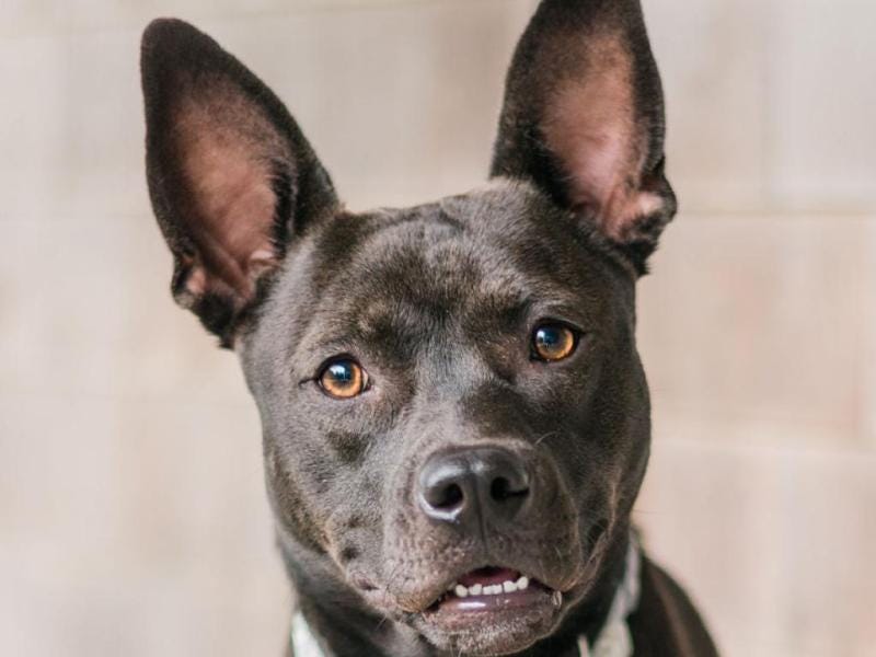 Adoptable Dog: Monty has ears for days and will greet you with happy tail wags and wet kisses