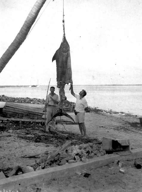 Fotografia in bianco e nero. Hemingway e un amico in spiaggia, mostrano il marlin catturato in mare.