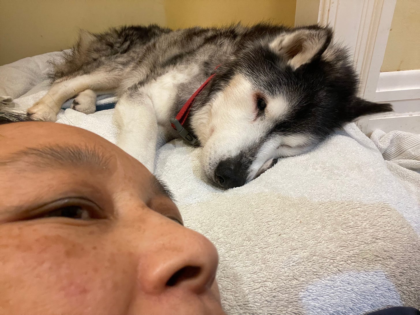 Siberian Husky and woman hanging out on dog bed