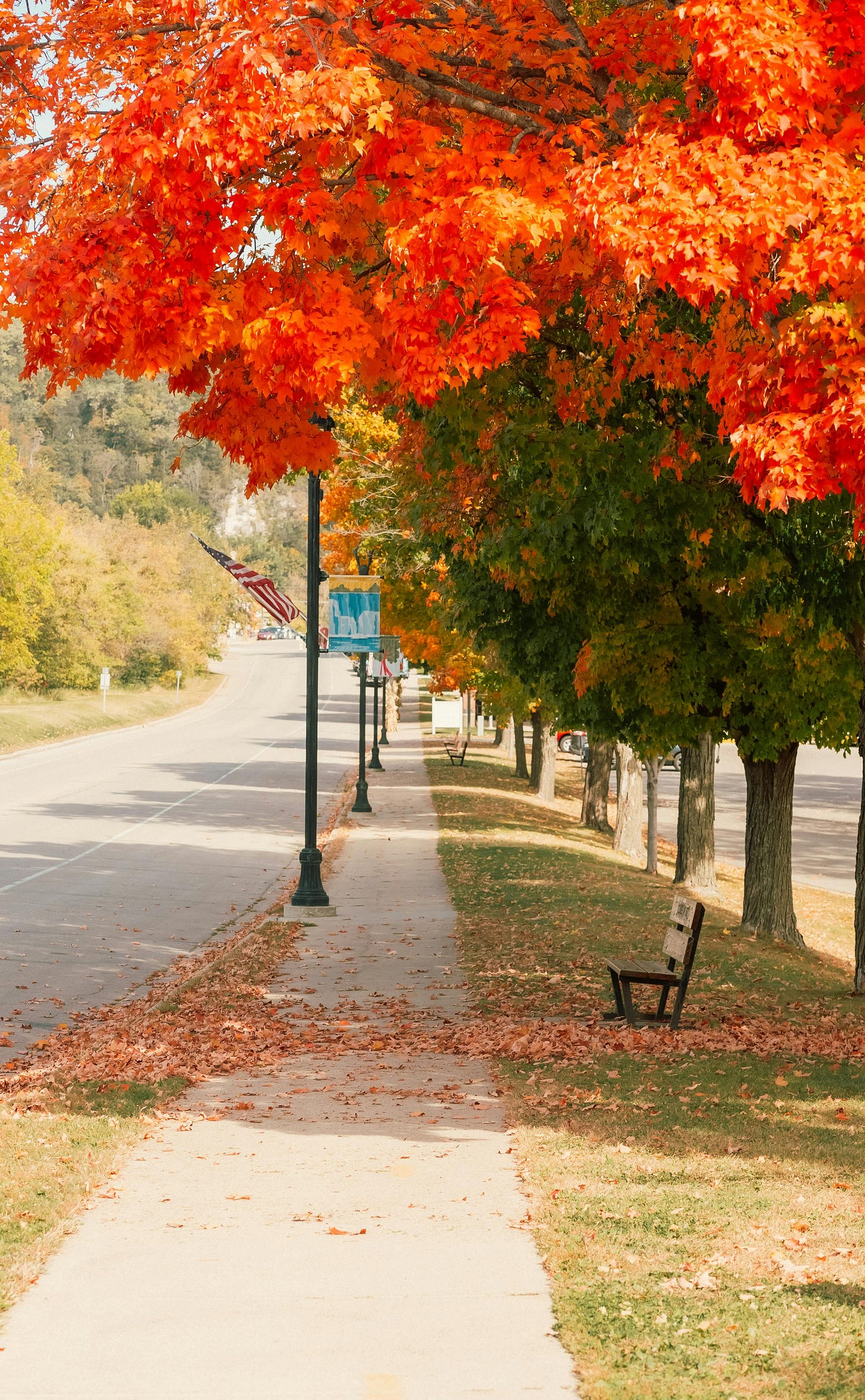 Brilliant orange leaves