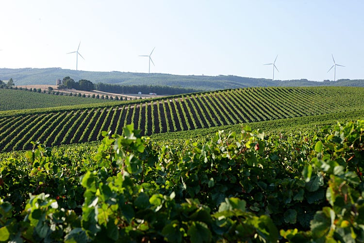Lisboa region vineyard