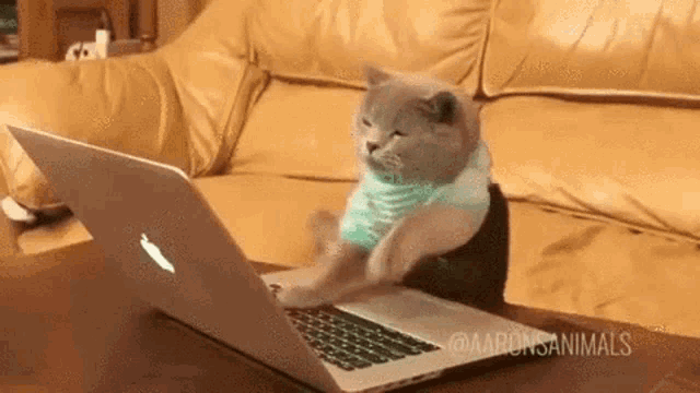 cat typing ridiculously fast