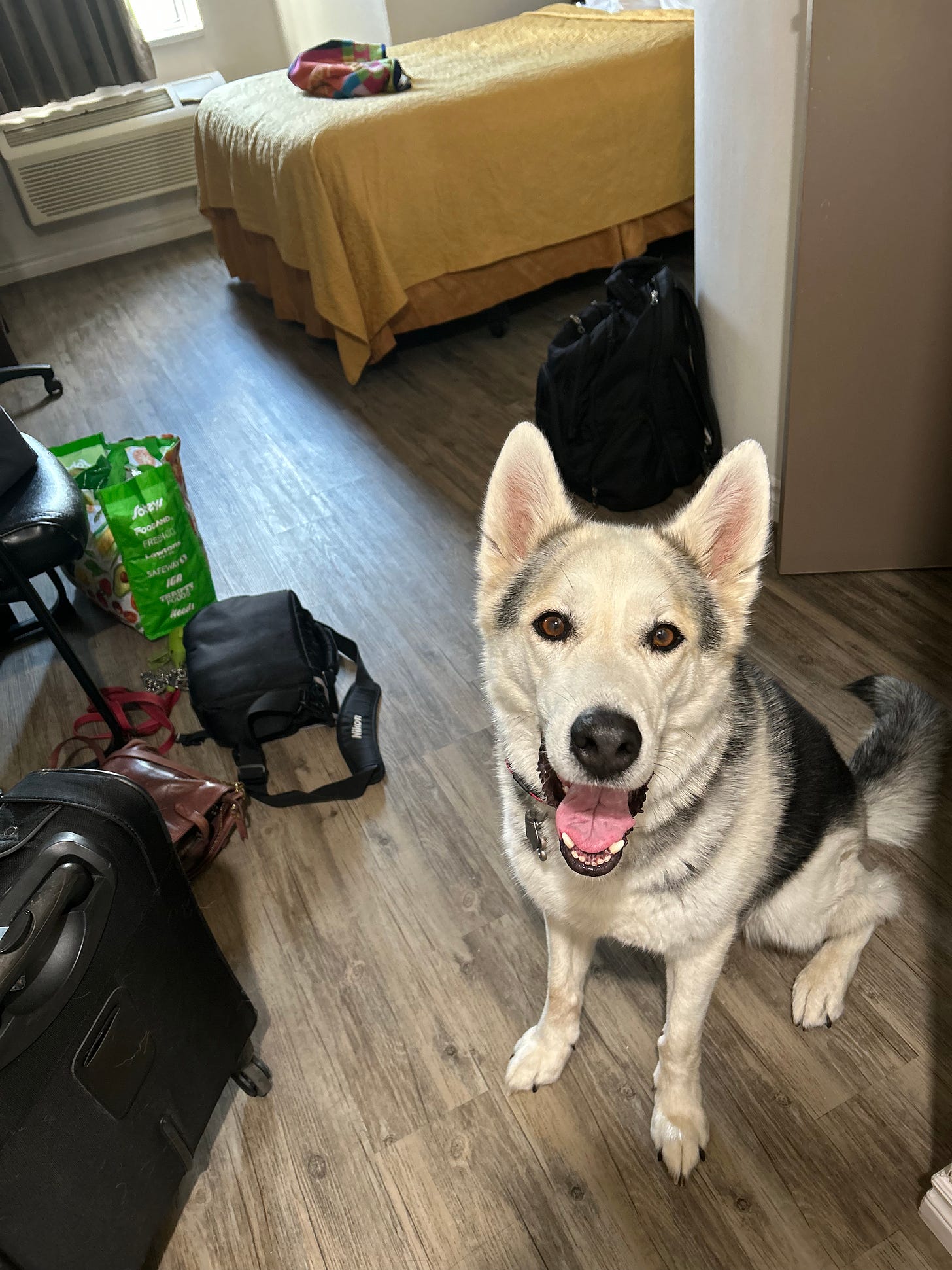 A black and white husky dogs sits on hte hardwood floor of a hotel room, a bed with a yellow blanket in the background. She has a doggie smile on, with her tongue hanging out of her mouth.