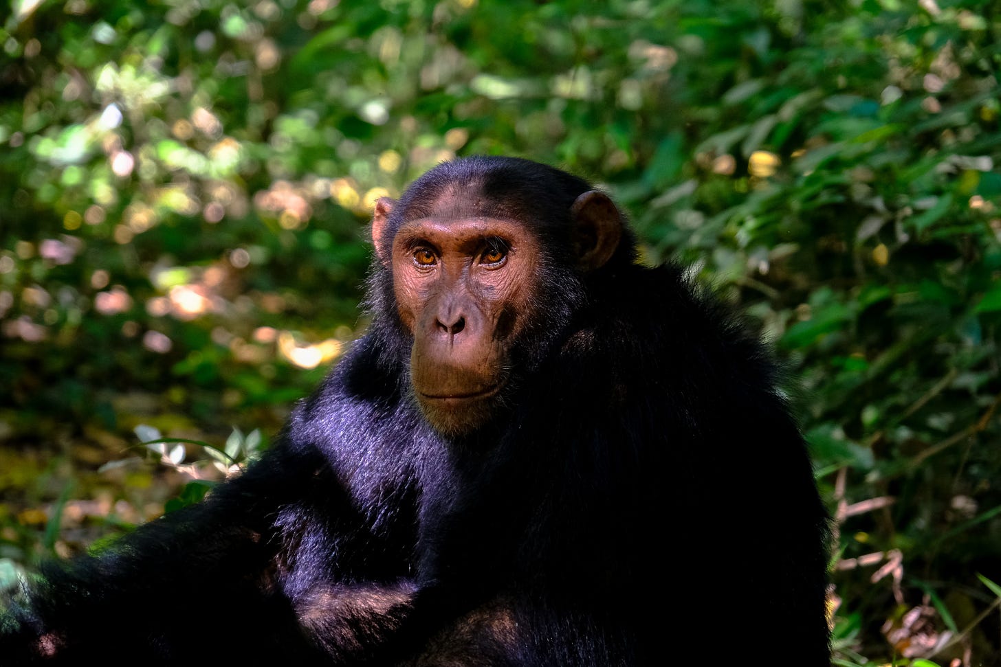 Chimpanzee in the forest.