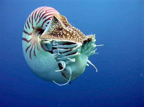 File:Nautilus profile.jpg - Wikipedia