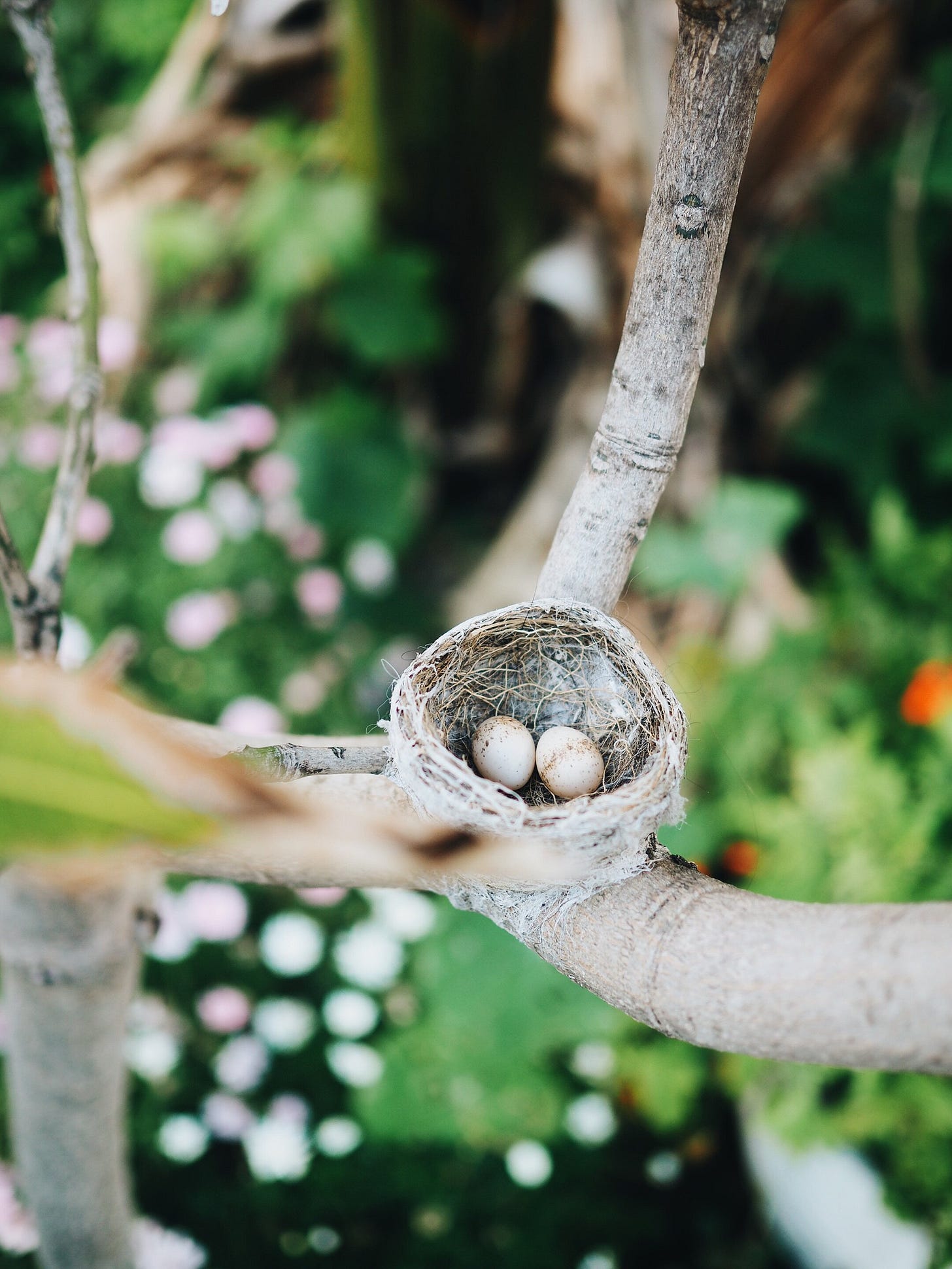 A willy wagtail nest in the mango tree