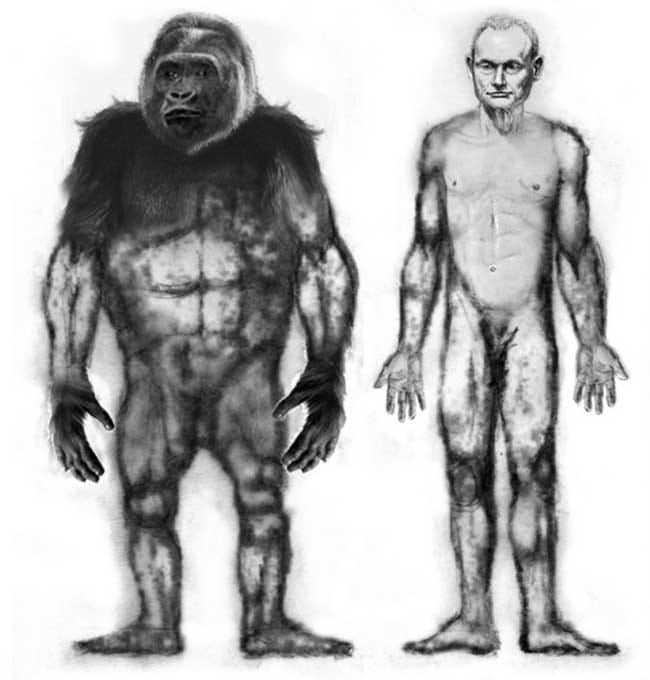 a gorilla and a man