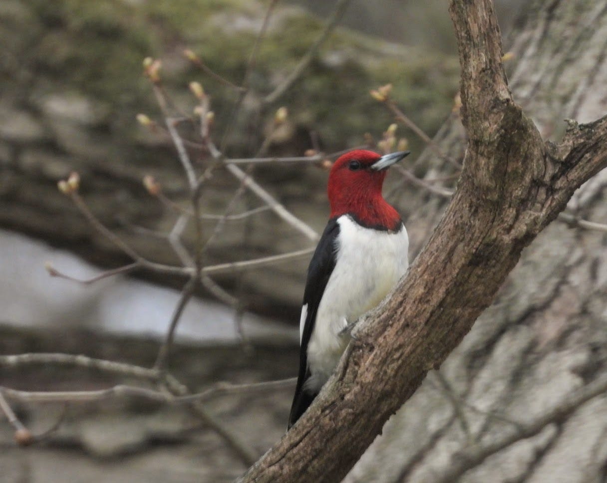 red-headed woodpecker on a branch