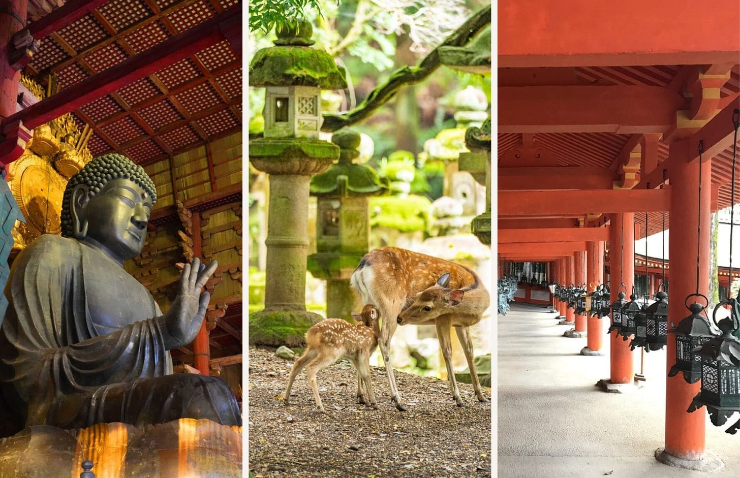 Todaiji Daibutsu, Deers in Nara Park, Kasuga Taisha