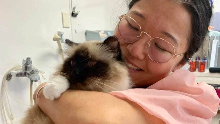 Auckland veterinarian Dr Habin Choi with Anya - a cat who has made an incredible recovery from a fatal viral disease, after being treated with Covid-19 antiviral molnupiravir.