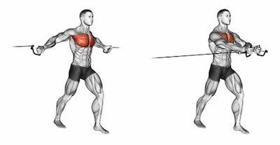 Middle Cable Pec Fly — BETTER BODY ACADEMY