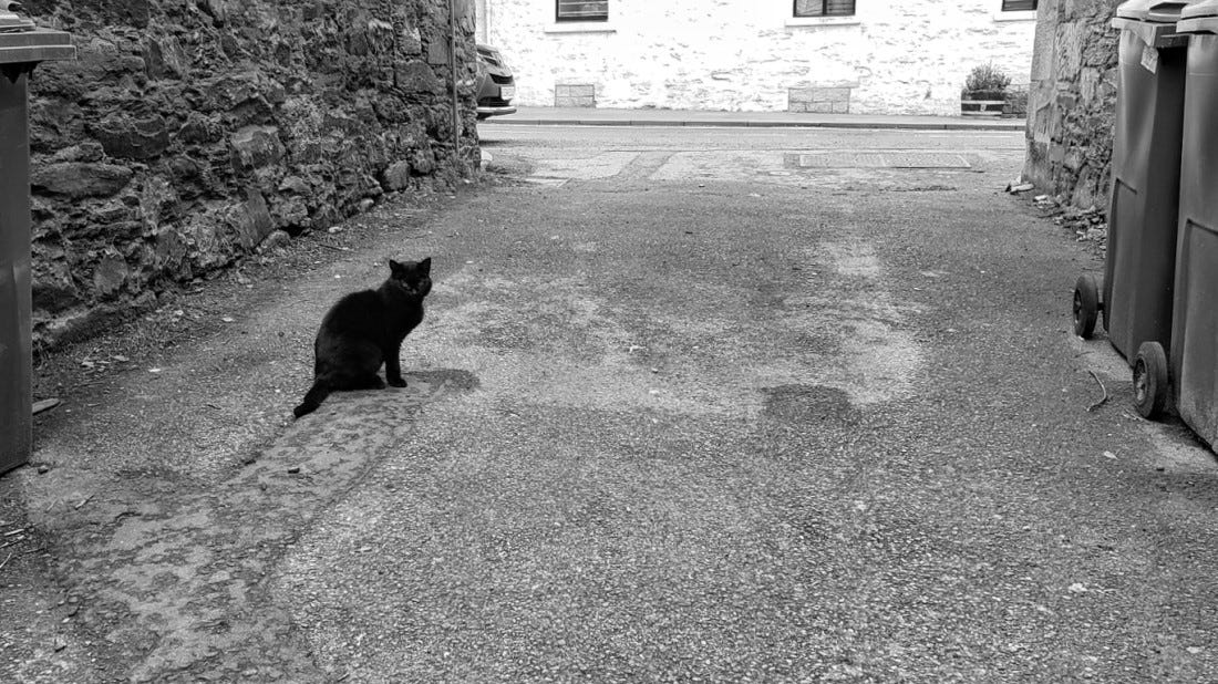 A black cat sits in an alleyway looking at the camera