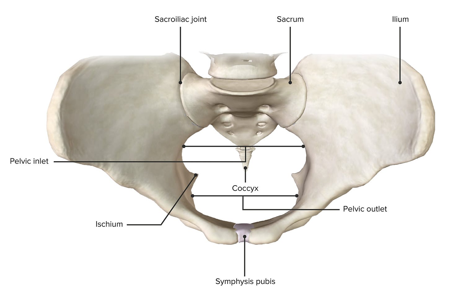Pelvis: Anatomy [+ Labeled Diagram] | Concise Medical Knowledge