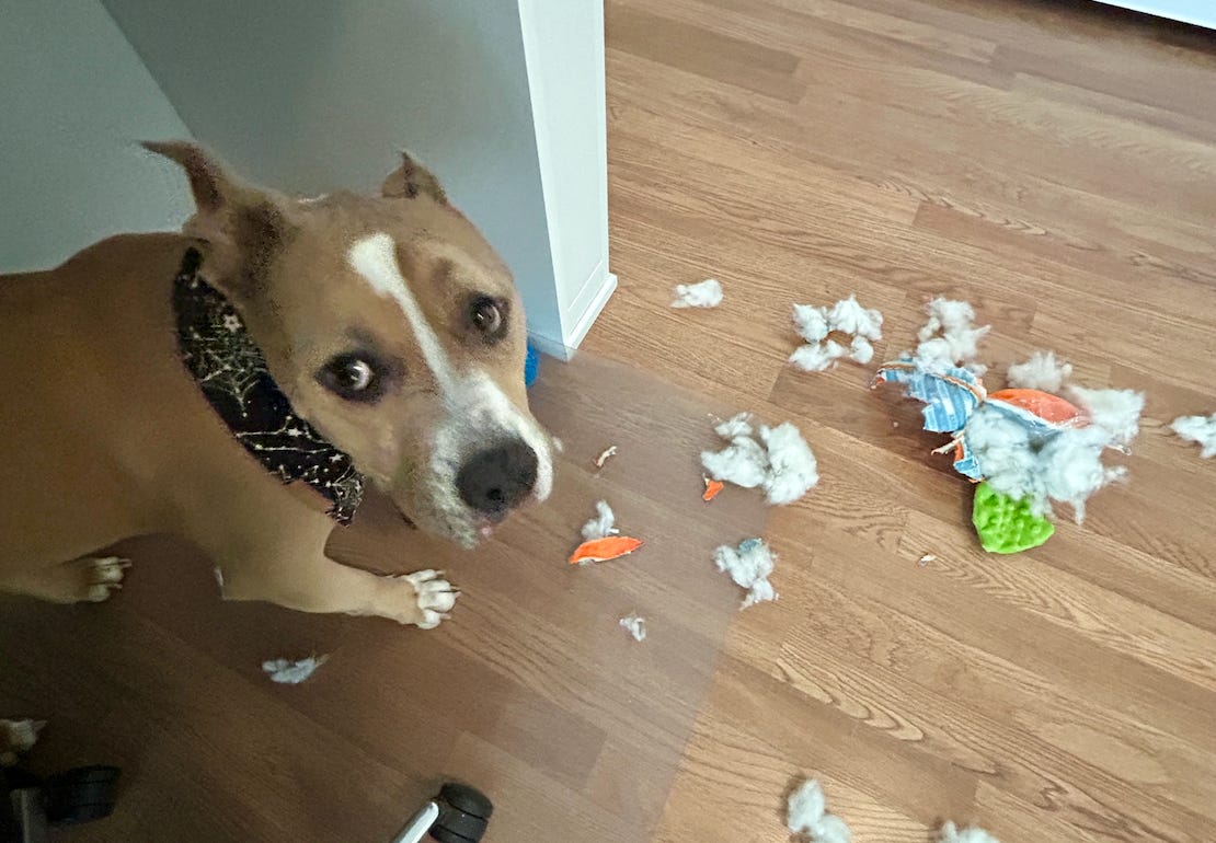 Elvis standing next to a destroyed dog toy