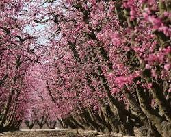 Image of Blossom Trail in Fresno, California