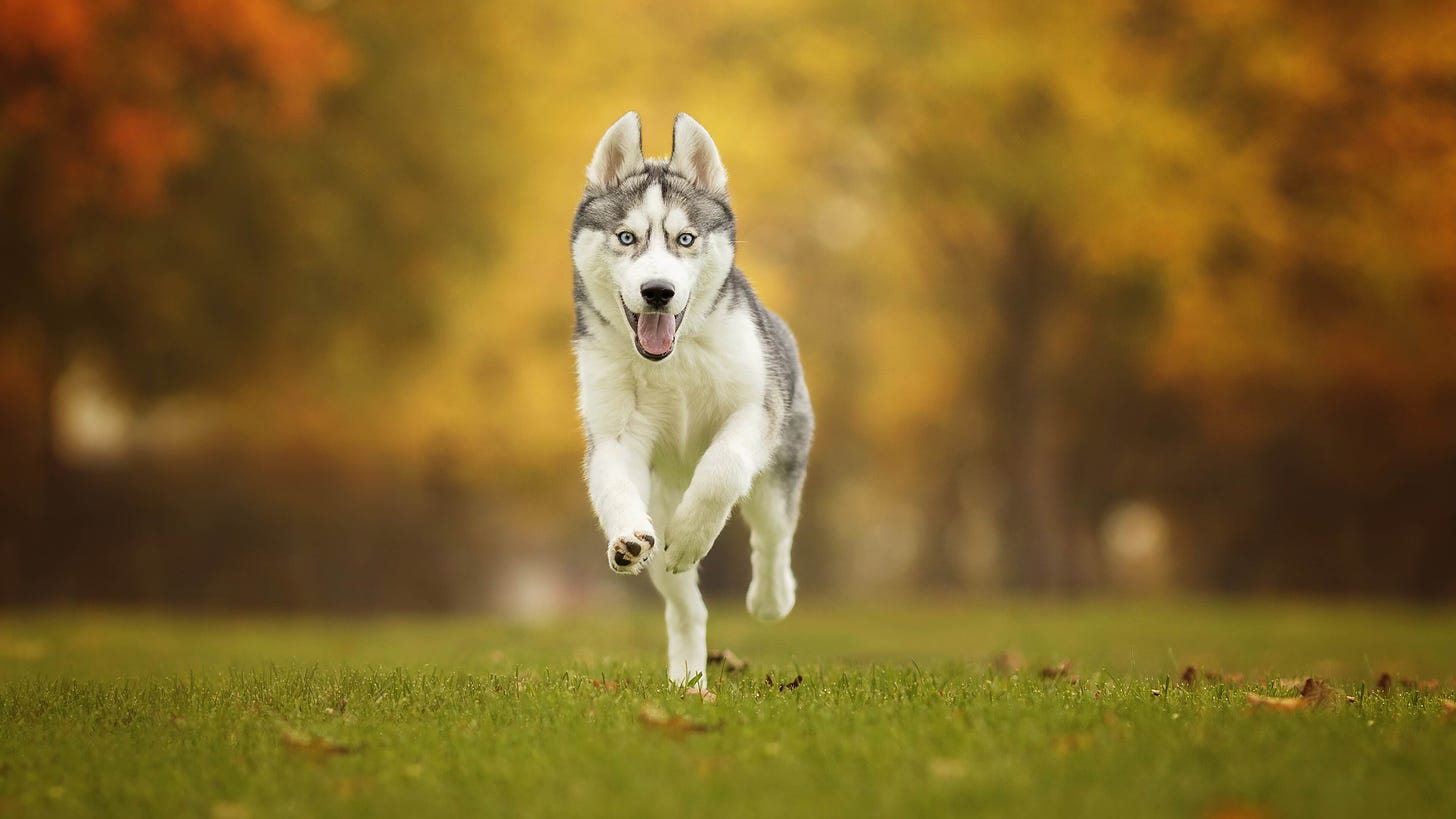 All You Need To Know About Running Dog Breeds | Pets Nurturing